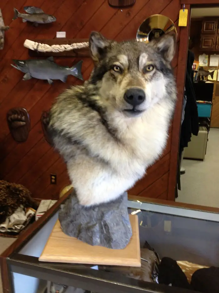 Wolf bust mount on a rock base