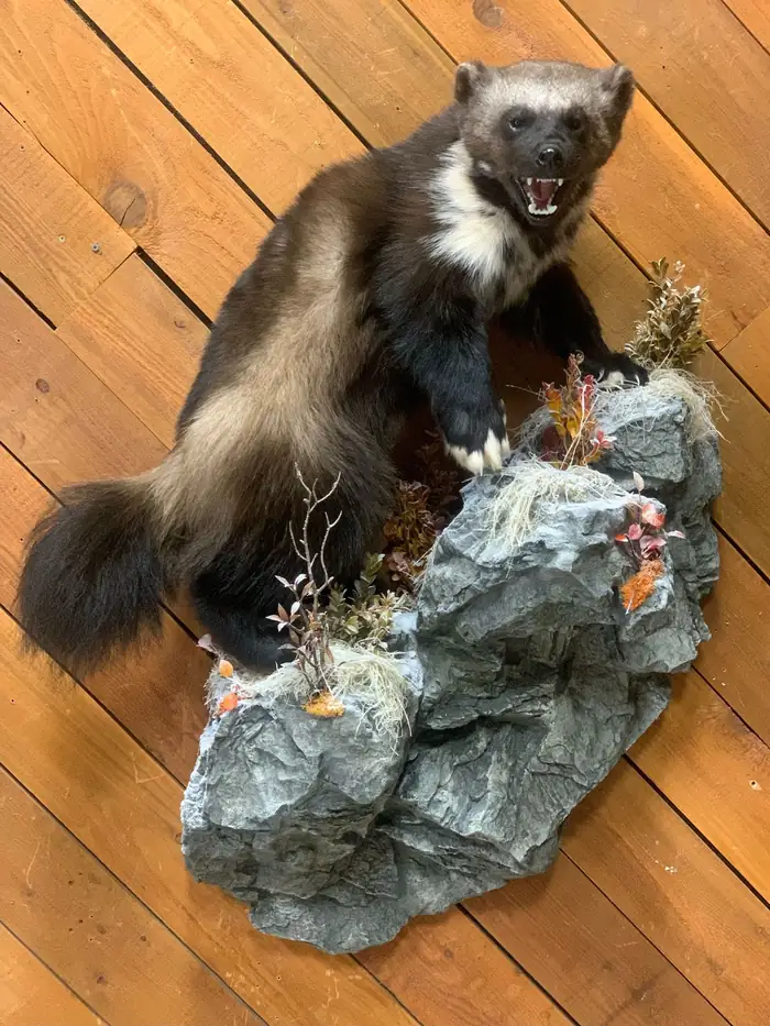 Wolverine mount on a sculpted rock base